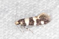 Denisia augustella