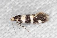 Denisia augustella