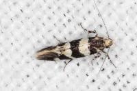 Denisia augustella