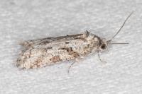 Cnephasia cupressivorana