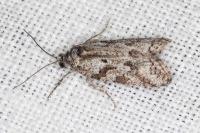 Cnephasia cupressivorana
