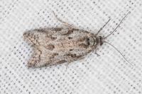 Cnephasia cupressivorana
