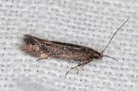 Aproaerema anthyllidella