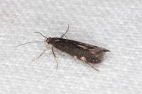 Aproaerema anthyllidella