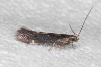 Aproaerema anthyllidella
