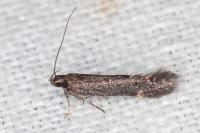 Aproaerema anthyllidella