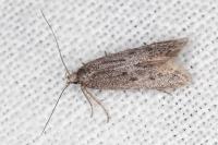 Oxypteryx helotella