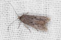 Oxypteryx helotella