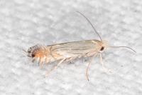 Phyllonorycter scitulella