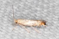 Phyllonorycter scitulella
