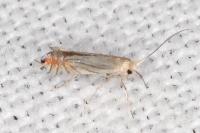 Phyllonorycter scitulella