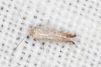 Phyllonorycter scitulella