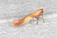 Caloptilia robustella