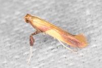 Caloptilia robustella