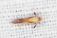 Caloptilia robustella