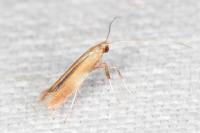 Caloptilia robustella