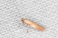 Caloptilia robustella