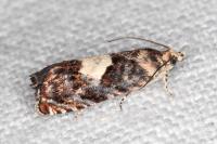 Pammene gallicolana