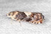 Pammene gallicolana