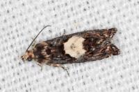 Pammene gallicolana