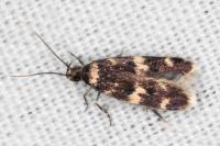 Oegoconia