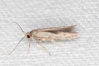 Blastobasis