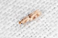 Bucculatrix