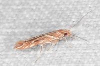 Pyroderces argyrogrammos