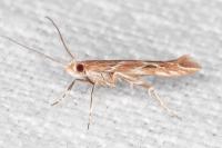 Pyroderces argyrogrammos