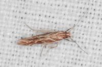 Pyroderces argyrogrammos