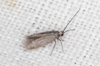 Urodeta hibernella