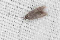 Urodeta hibernella
