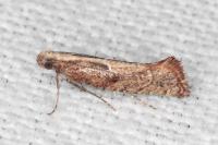 Acrolepiopsis vesperella
