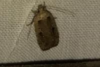 Agonopterix ocellana