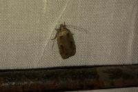 Agonopterix ocellana