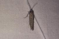 Yponomeuta sedella