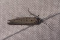 Yponomeuta sedella