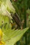 Grapholita caecana