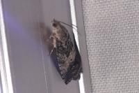 Cydia splendana