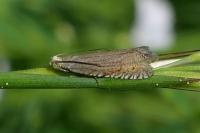 Grapholita caecana