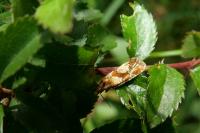 Aethes hartmanniana