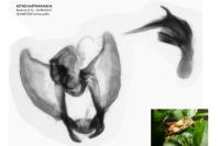 Aethes hartmanniana