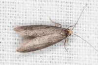 Agnoea