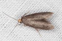 Agnoea