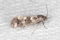 Denisia lutea