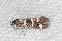 Denisia lutea