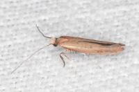 Zelleria hepariella