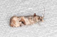 Lobesia botrana