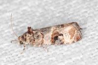 Lobesia botrana