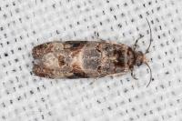 Lobesia botrana